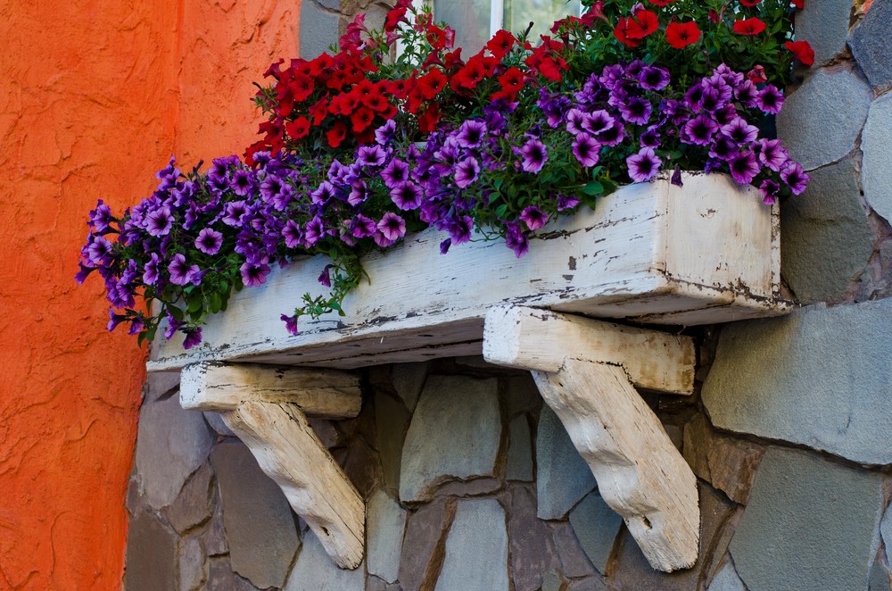 purple and red flowers